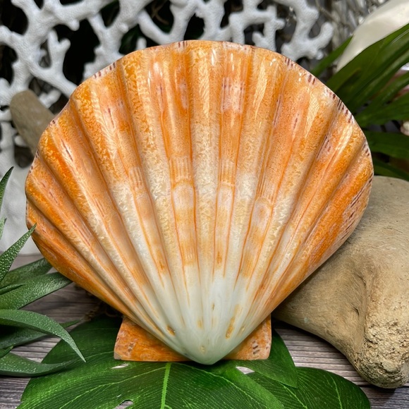 XL Real Double Closed Polished Lion Paws Shell White Coral Purple Beach Coastal - Picture 14 of 17